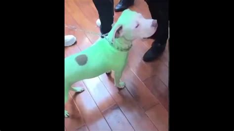 young thug dog green
